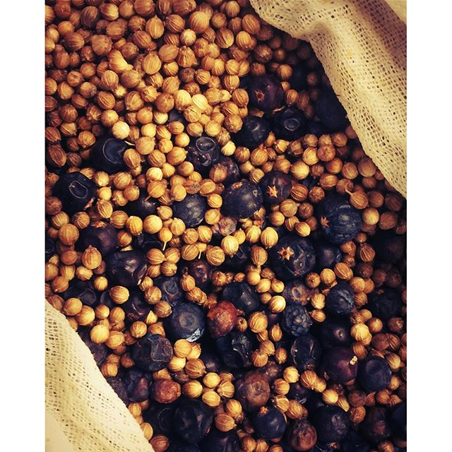 Juniper and Coriander Seeds - the base for every gin - another batch of Lymington Gin is on the way. #gin #newforest #lymington #artisanspirits